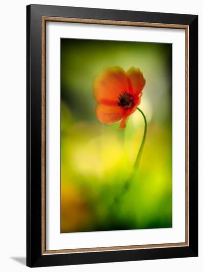 Poppy-Ursula Abresch-Framed Photographic Print