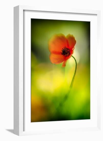 Poppy-Ursula Abresch-Framed Photographic Print