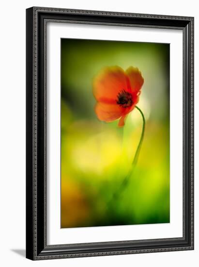 Poppy-Ursula Abresch-Framed Photographic Print