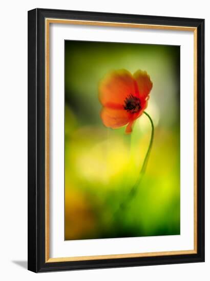 Poppy-Ursula Abresch-Framed Photographic Print