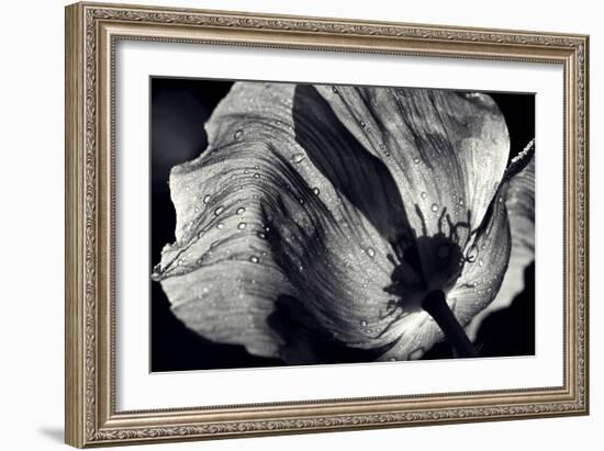 Poppy-Ursula Abresch-Framed Photographic Print