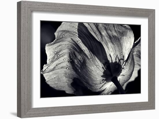 Poppy-Ursula Abresch-Framed Photographic Print