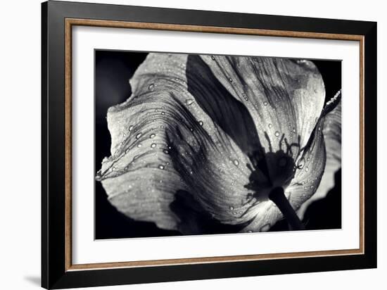 Poppy-Ursula Abresch-Framed Photographic Print