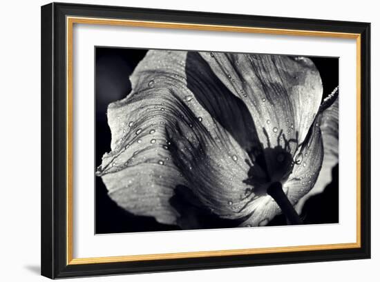 Poppy-Ursula Abresch-Framed Photographic Print