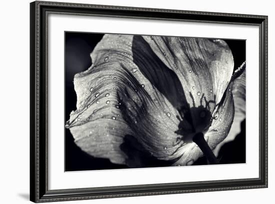 Poppy-Ursula Abresch-Framed Photographic Print