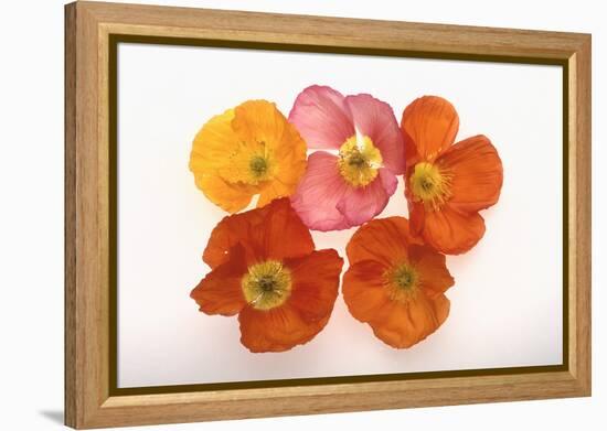 Poppy-DLILLC-Framed Premier Image Canvas