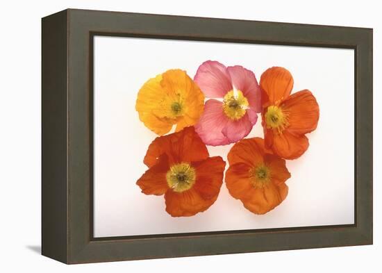 Poppy-DLILLC-Framed Premier Image Canvas