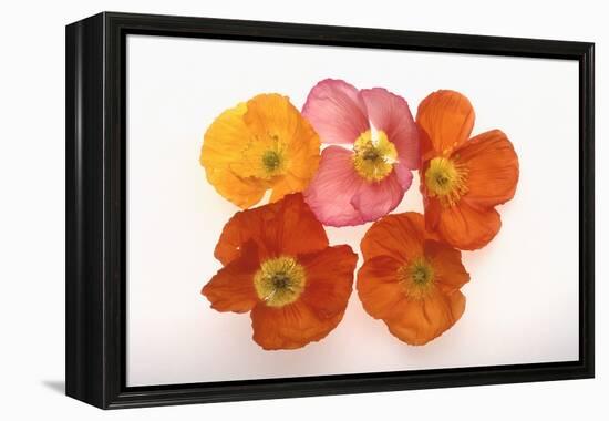 Poppy-DLILLC-Framed Premier Image Canvas