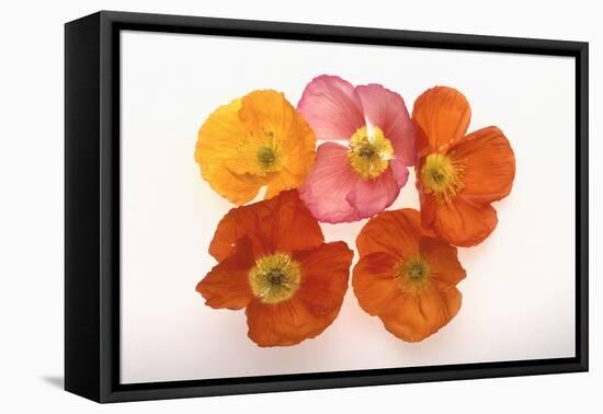 Poppy-DLILLC-Framed Premier Image Canvas