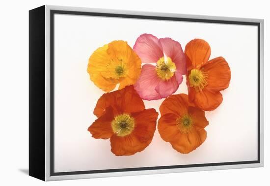 Poppy-DLILLC-Framed Premier Image Canvas