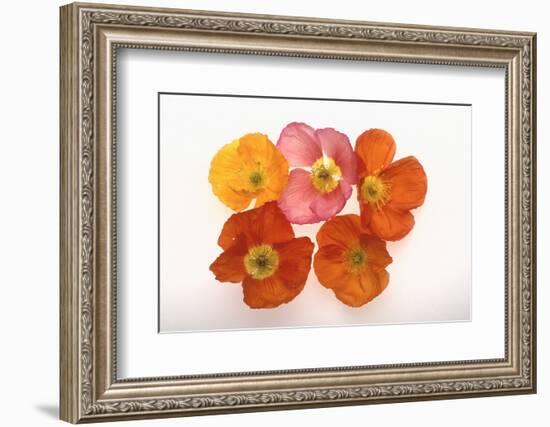 Poppy-DLILLC-Framed Photographic Print