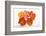 Poppy-DLILLC-Framed Photographic Print