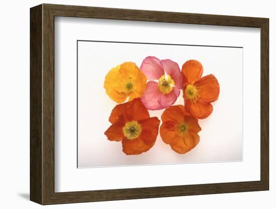 Poppy-DLILLC-Framed Photographic Print