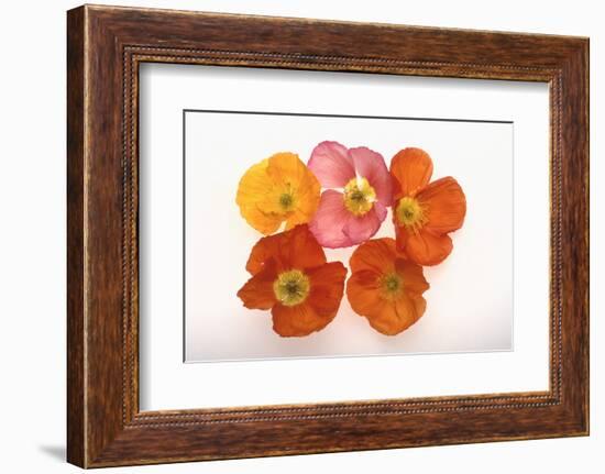 Poppy-DLILLC-Framed Photographic Print