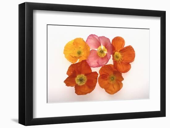 Poppy-DLILLC-Framed Photographic Print