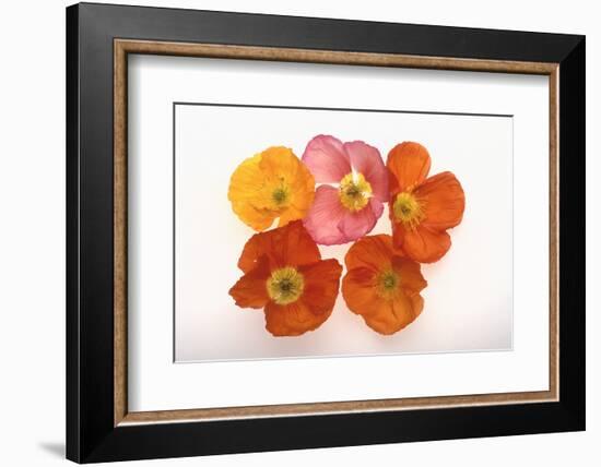 Poppy-DLILLC-Framed Photographic Print