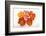 Poppy-DLILLC-Framed Photographic Print