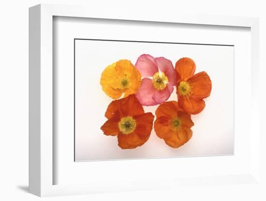 Poppy-DLILLC-Framed Photographic Print
