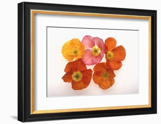 Poppy-DLILLC-Framed Photographic Print