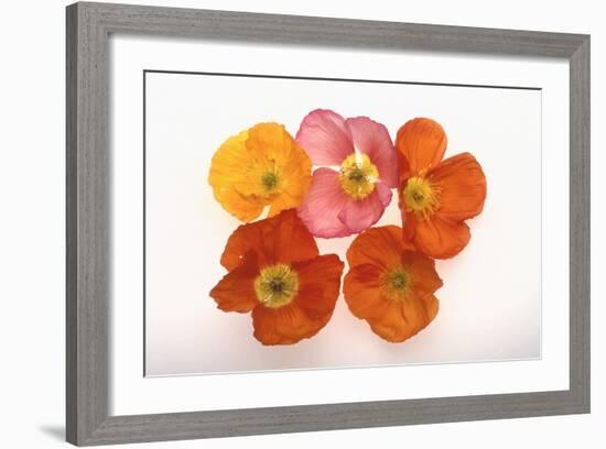 Poppy-DLILLC-Framed Photographic Print