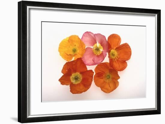 Poppy-DLILLC-Framed Photographic Print