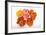 Poppy-DLILLC-Framed Photographic Print