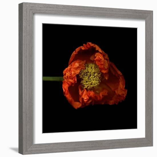 Poppy-Magda Indigo-Framed Photographic Print