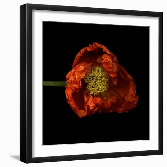 Poppy-Magda Indigo-Framed Photographic Print