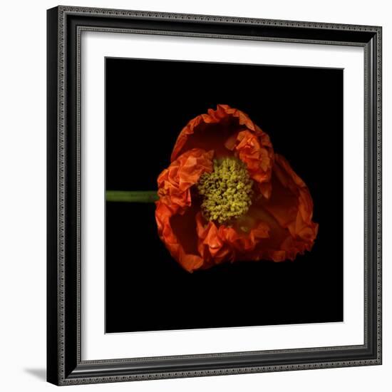 Poppy-Magda Indigo-Framed Photographic Print