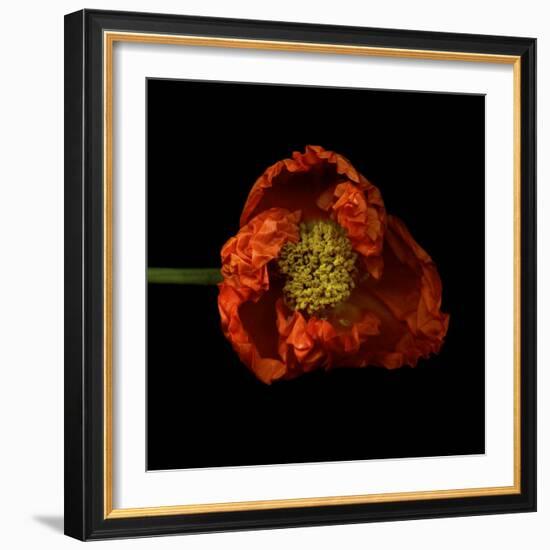 Poppy-Magda Indigo-Framed Photographic Print