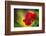 Poppy-Ursula Abresch-Framed Photographic Print