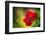 Poppy-Ursula Abresch-Framed Photographic Print