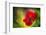 Poppy-Ursula Abresch-Framed Photographic Print