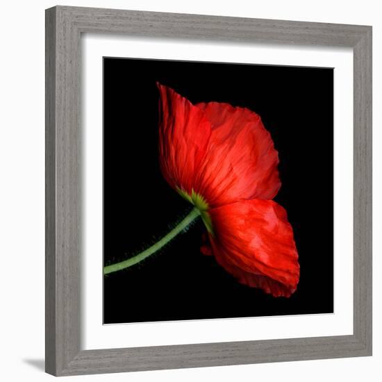 poppy-Magda Indigo-Framed Photographic Print