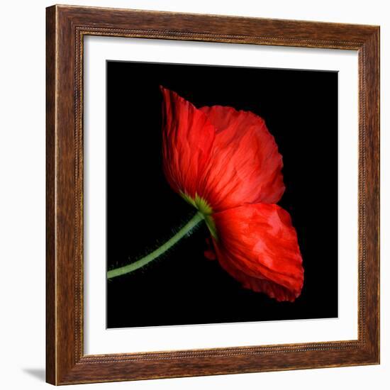 poppy-Magda Indigo-Framed Photographic Print