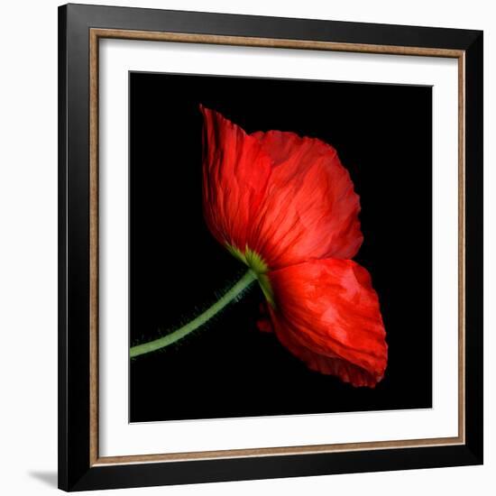 poppy-Magda Indigo-Framed Photographic Print