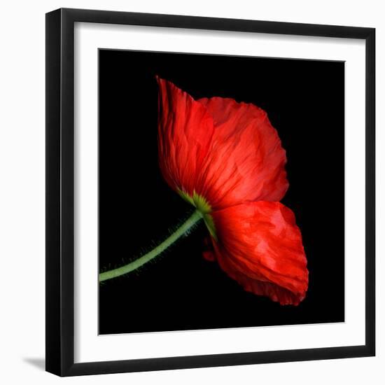 poppy-Magda Indigo-Framed Photographic Print