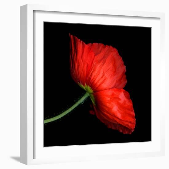 poppy-Magda Indigo-Framed Photographic Print