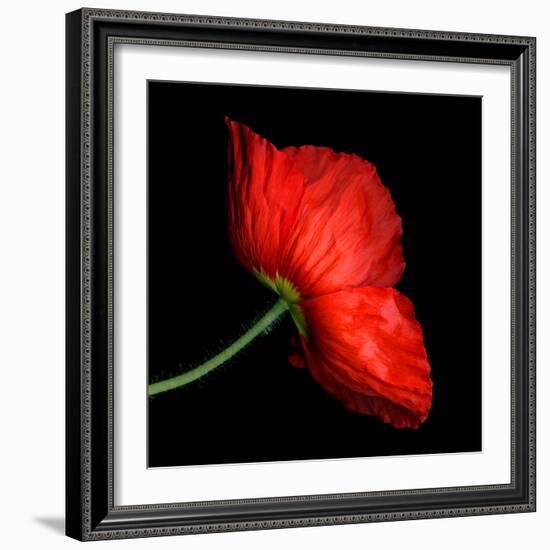 poppy-Magda Indigo-Framed Photographic Print