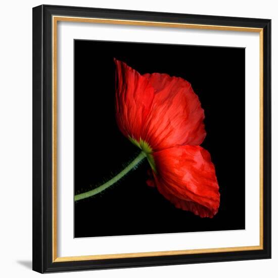 poppy-Magda Indigo-Framed Photographic Print