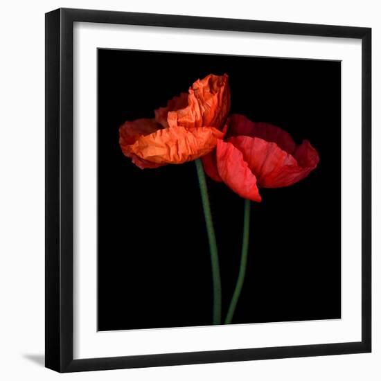 poppy-Magda Indigo-Framed Photographic Print