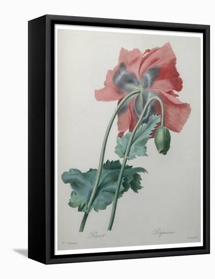 Poppy-Pierre-Joseph Redoute-Framed Stretched Canvas