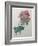 Poppy-Pierre-Joseph Redoute-Framed Art Print