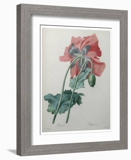 Poppy-Pierre-Joseph Redoute-Framed Art Print