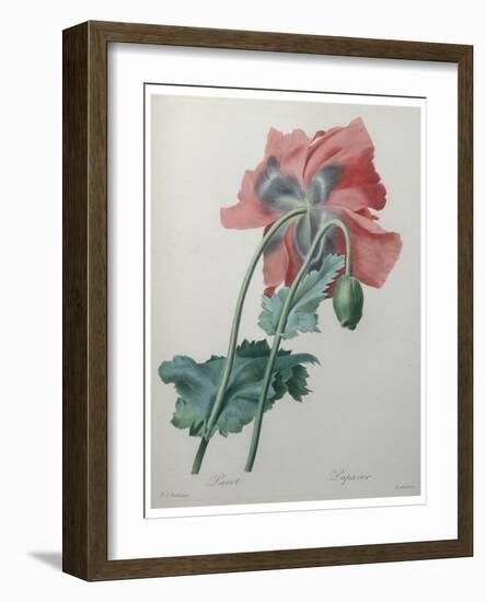 Poppy-Pierre-Joseph Redoute-Framed Art Print