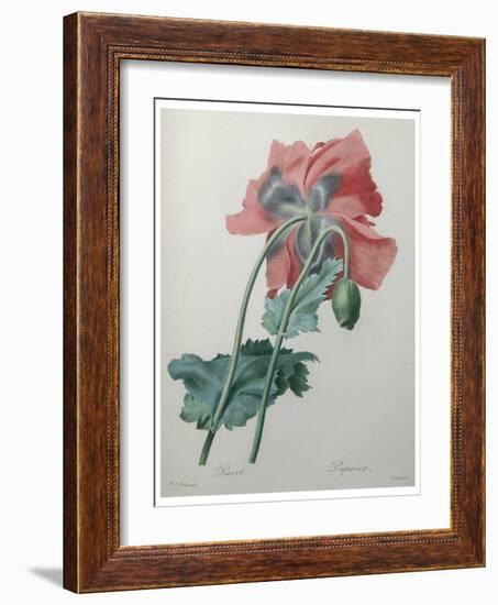 Poppy-Pierre-Joseph Redoute-Framed Art Print