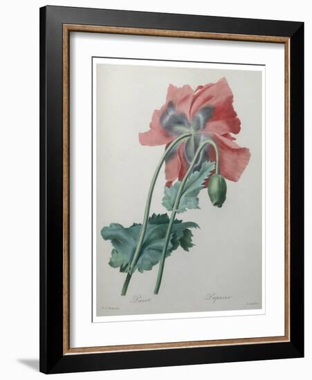 Poppy-Pierre-Joseph Redoute-Framed Art Print