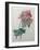 Poppy-Pierre-Joseph Redoute-Framed Art Print