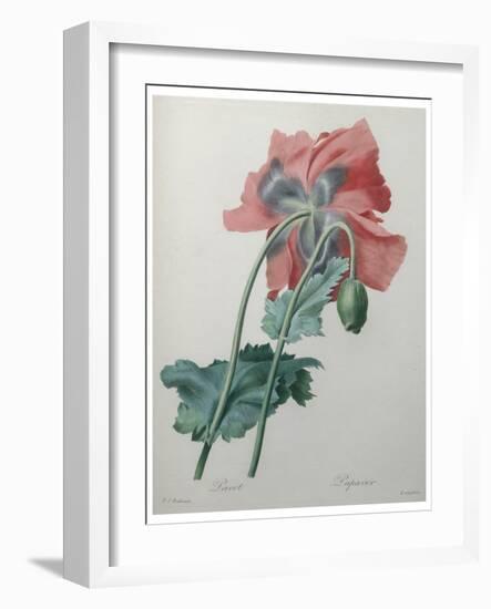 Poppy-Pierre-Joseph Redoute-Framed Art Print