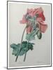 Poppy-Pierre-Joseph Redoute-Mounted Art Print